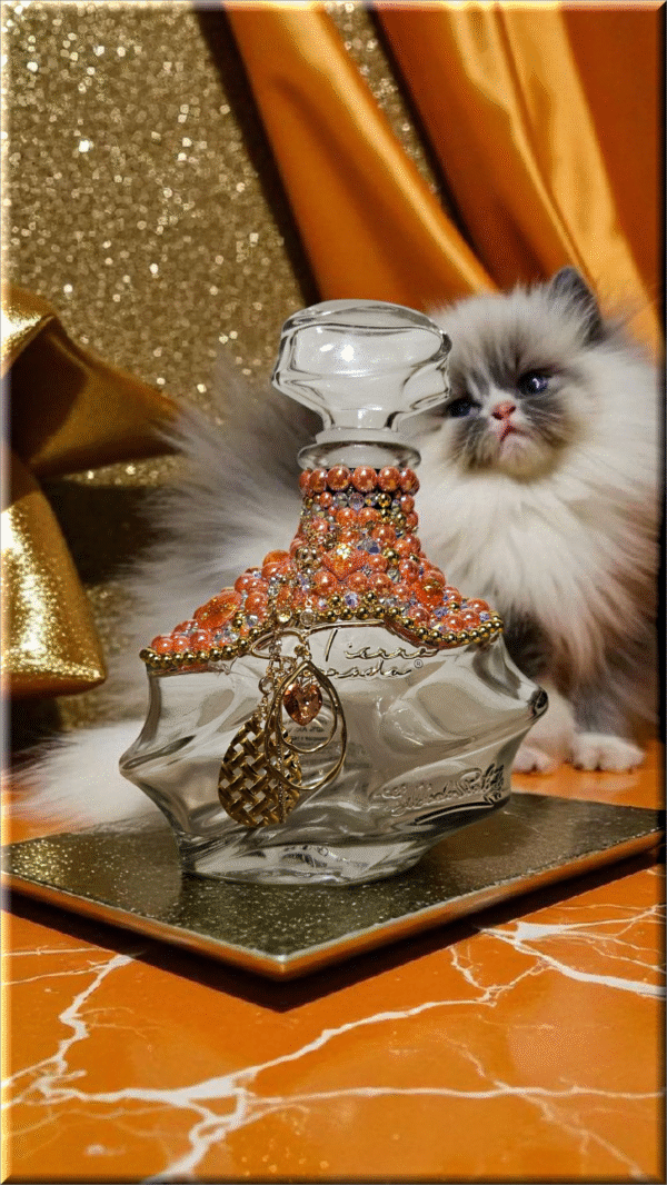 Tierra Sagrada Tequila Bottle - Image 4